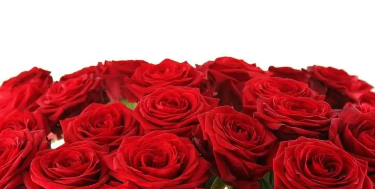 11朵红色玫瑰花的花语是什么？