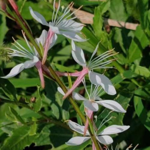 翠尼缇花语有何深层含义？
