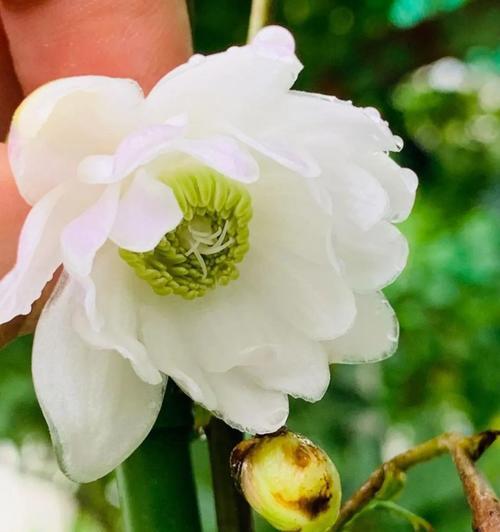水莲花的寓意和花语是什么？