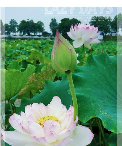 水莲花的寓意和花语是什么？