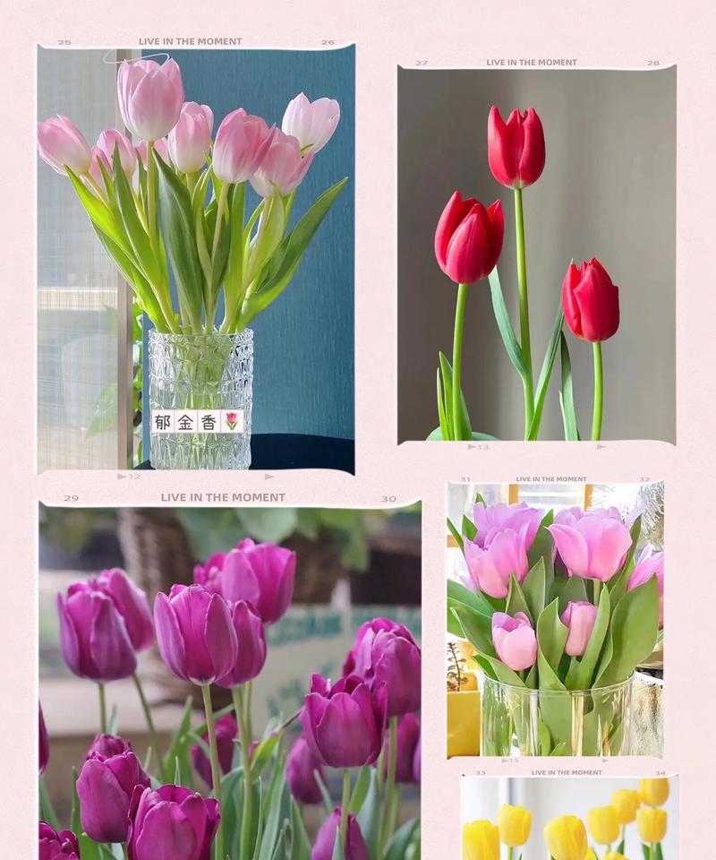 郁金香的友谊花语有何含义？