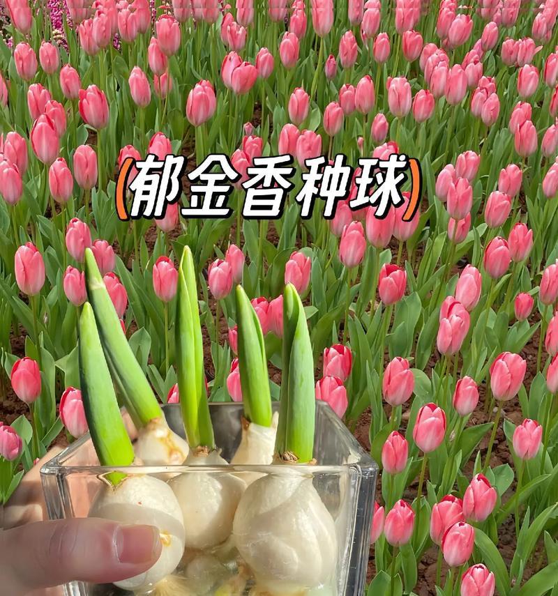 郁金香的友谊花语有何含义？