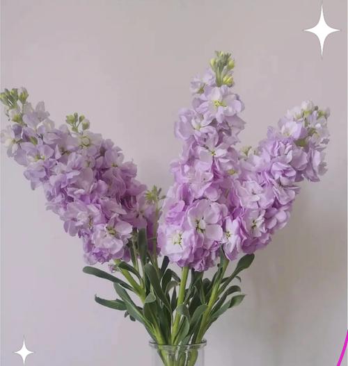 十月十三日生日的花语有何特别之处？