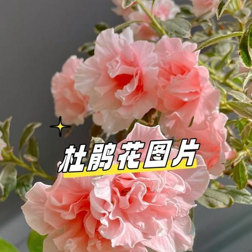 爱情到了最后的花语是什么？它象征着什么？