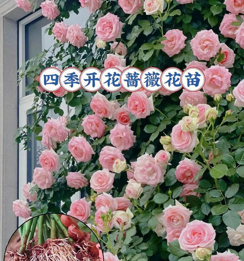 蔷薇花的花语有何特别之处？探索蔷薇的多重象征意义？
