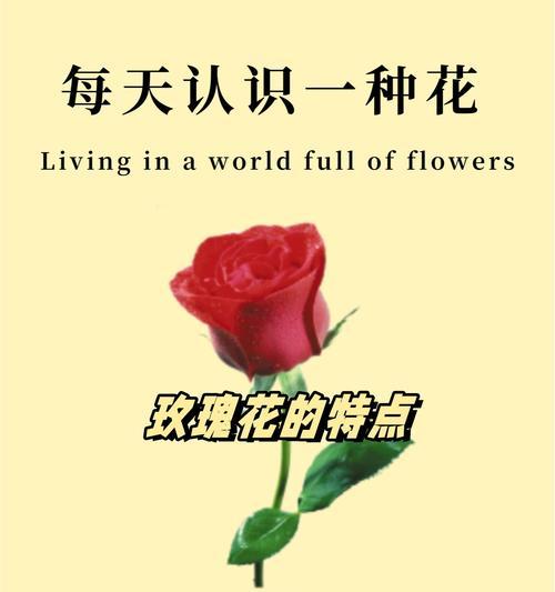 玫瑰花语的什么？玫瑰花语中传达了哪些情感？