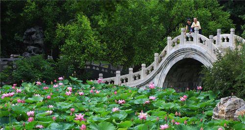 莲花古城花语代表了什么？