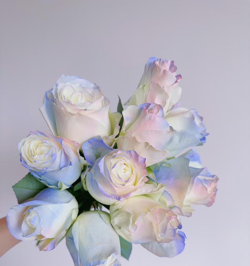 11束人鱼姬花束的花语有何寓意？