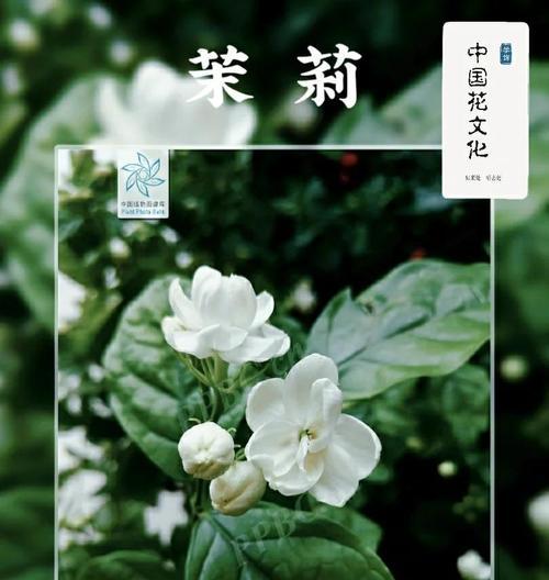 古代健康花语有哪些？如何用花表达健康祝福？