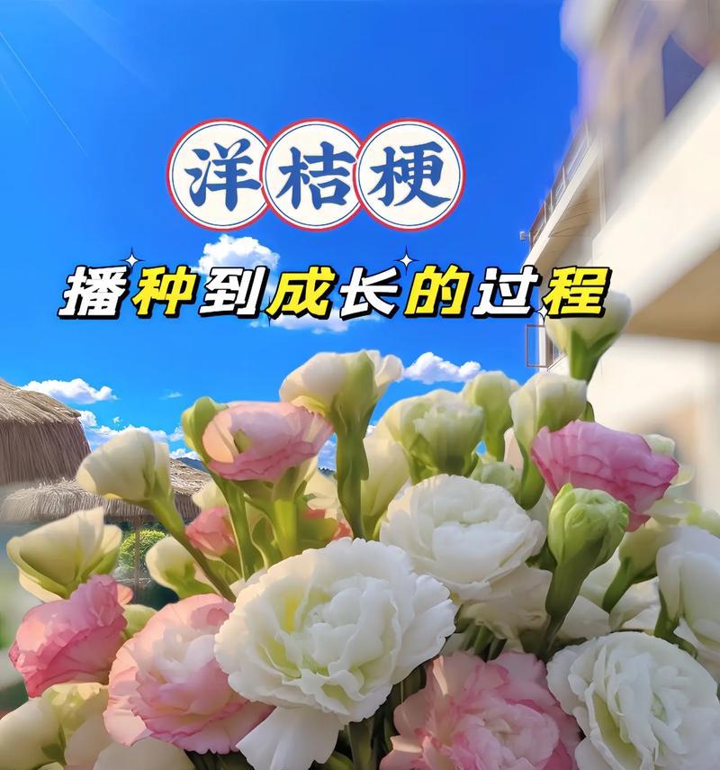洋桔梗的花语有哪些？