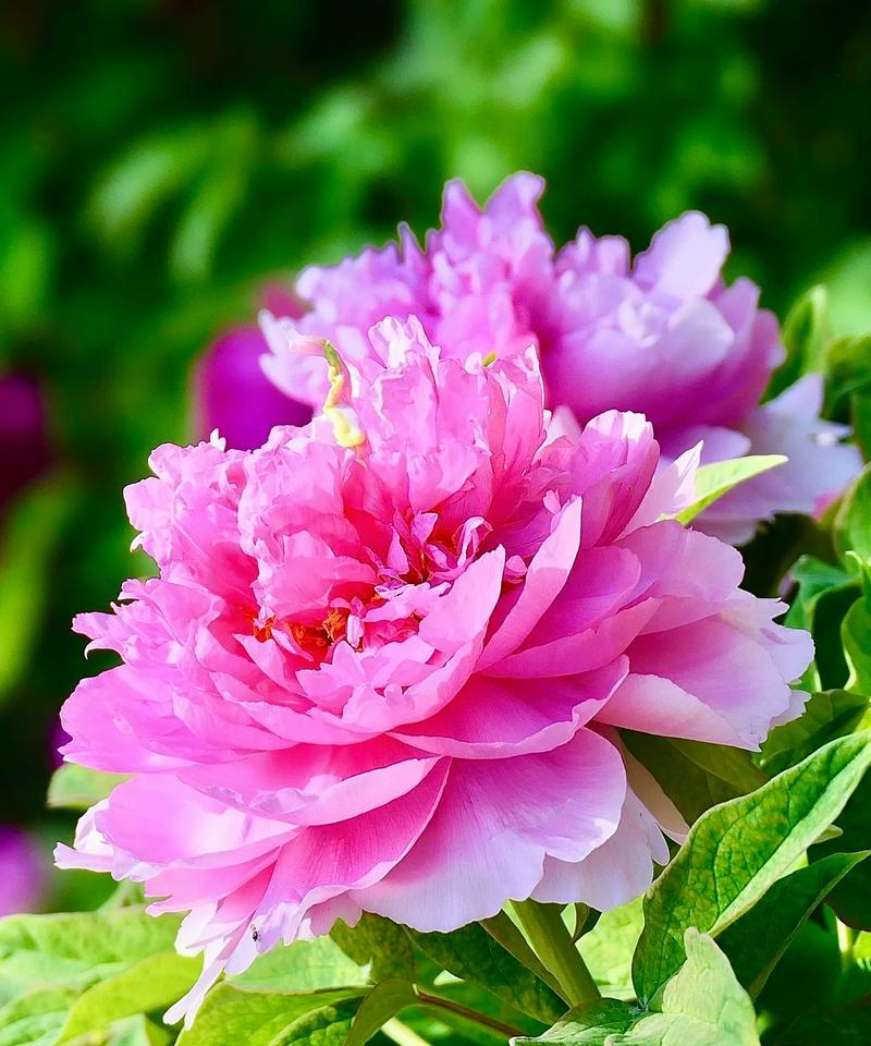 春风听花语秋风闻花香是什么意思？这句话的寓意是什么？