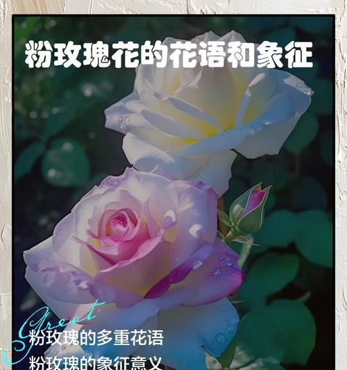 塑料玫瑰花颜色的花语有哪些？分别代表什么意义？