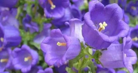 风中摇曳的道具花代表什么？它的花语有何寓意？