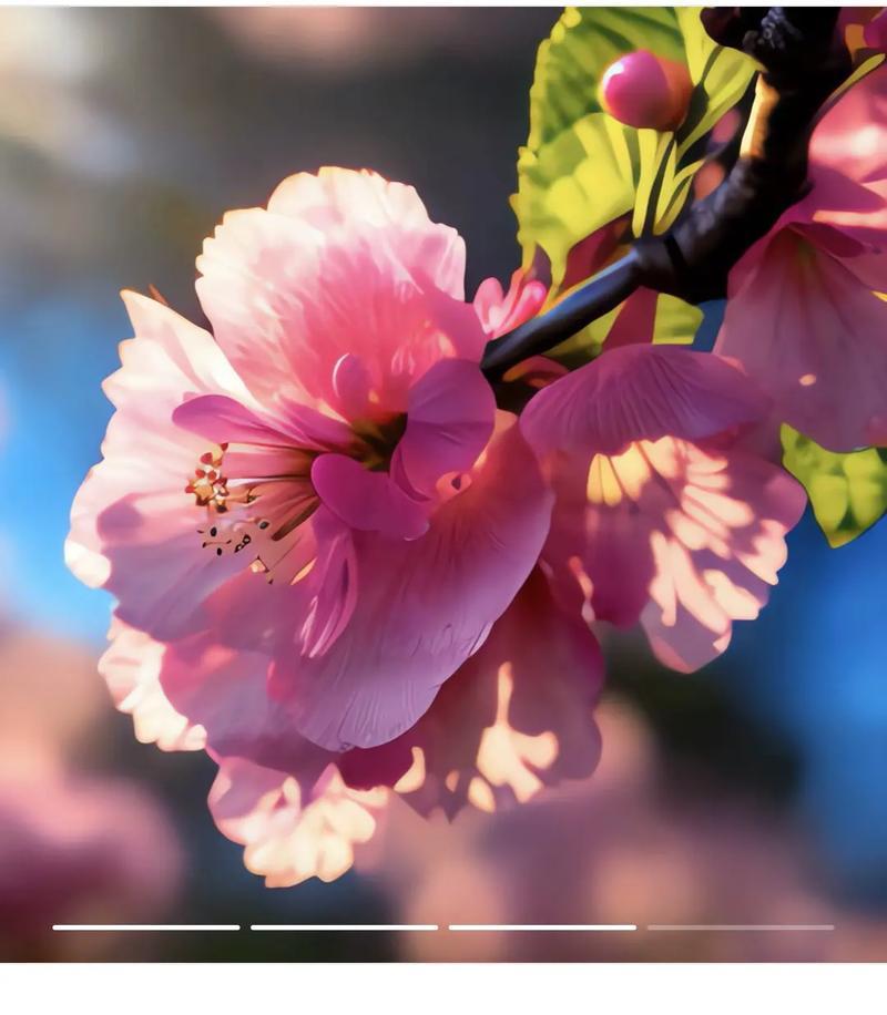 哪些花的花语与美丽外观相关？
