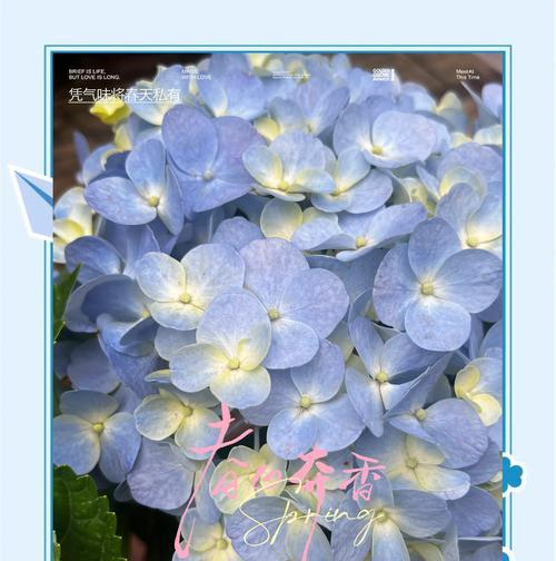 哪些花的花语与美丽外观相关？