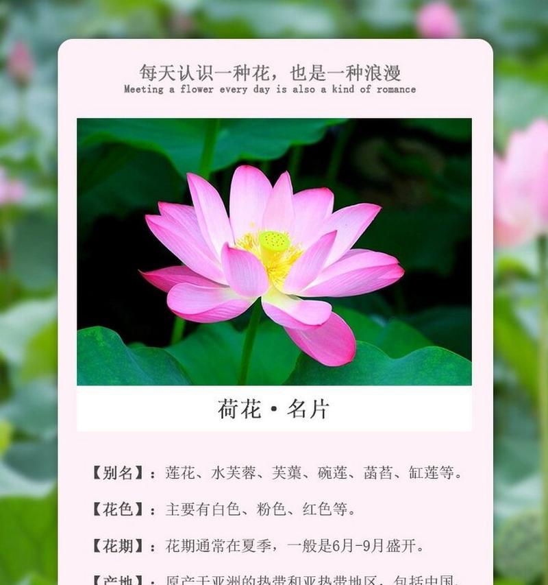 荷花在中高考中有什么特别的花语和寓意？