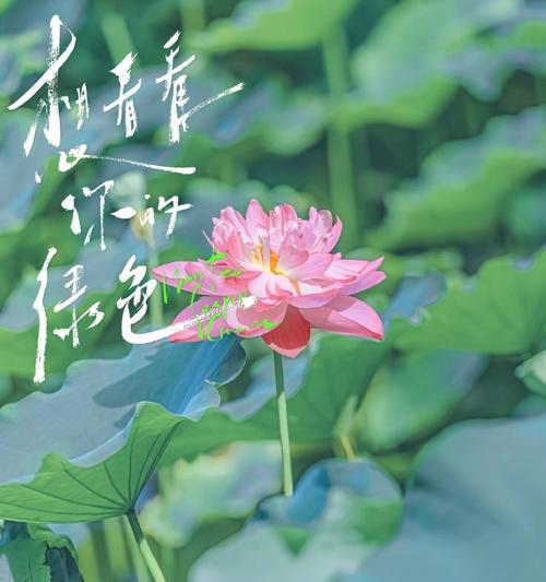 荷花在中高考中有什么特别的花语和寓意？