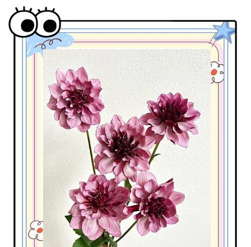 送梅子时花语有何特别含义？