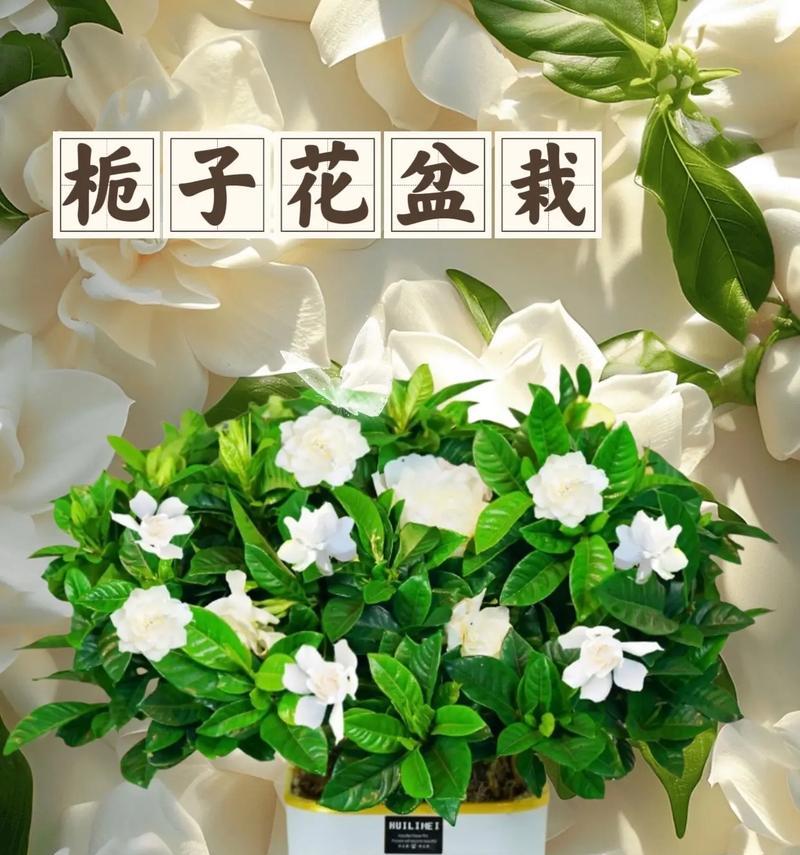 扎栀子花花语梗是什么意思？