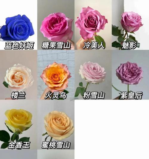 和你共度一生的玫瑰花语是什么意思？玫瑰花语中有哪些浪漫表达？