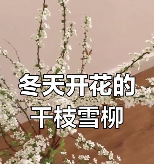 冬日雪柳象征着什么？