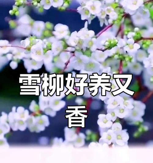 冬日雪柳象征着什么？