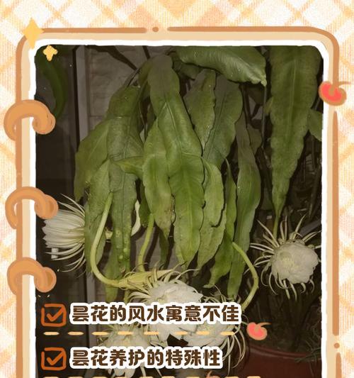 昙花的花语有何寓意？