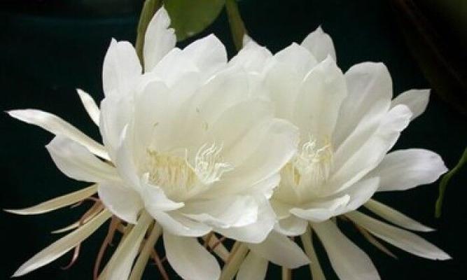昙花的花语有何寓意？