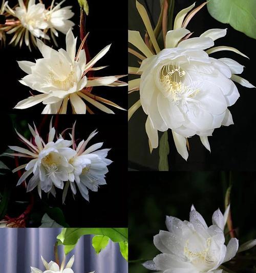 昙花的花语有何寓意？