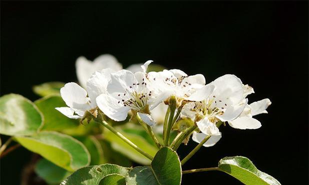 梨花的花语代表什么生肖？如何用梨花装饰家居？