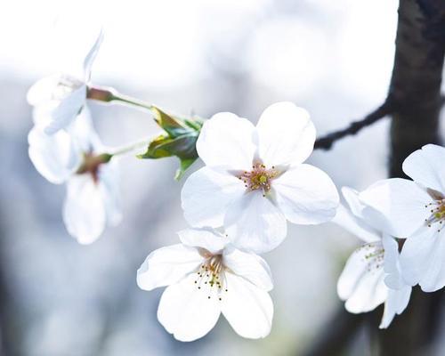 梨花的花语代表什么生肖？如何用梨花装饰家居？