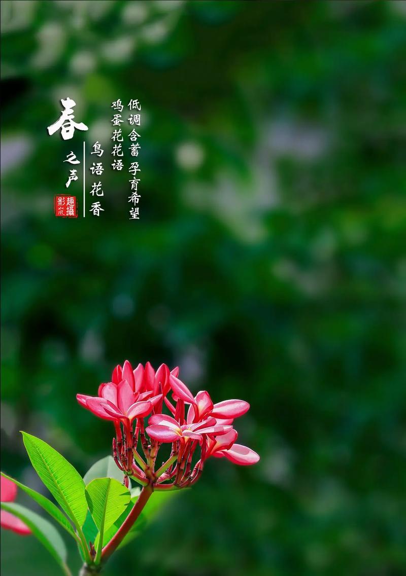 希望是天地唯一的花语是什么？这种花语有什么特别的含义？