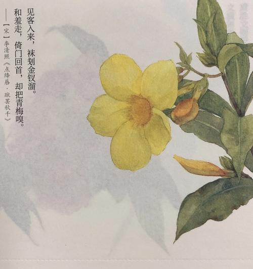 希望是天地唯一的花语是什么？这种花语有什么特别的含义？