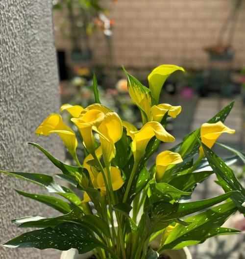 白马蹄莲的花语有何寓意？