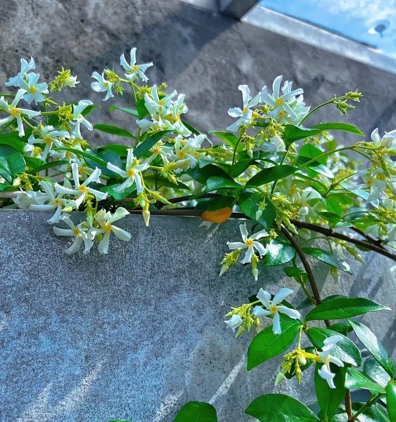 茉莉乌龙的花语是什么意思？它代表了哪些情感？