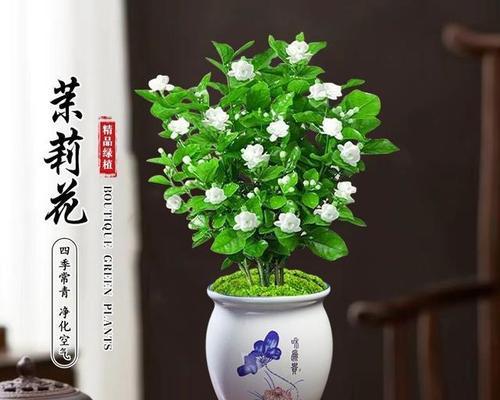 茉莉乌龙的花语是什么意思？它代表了哪些情感？