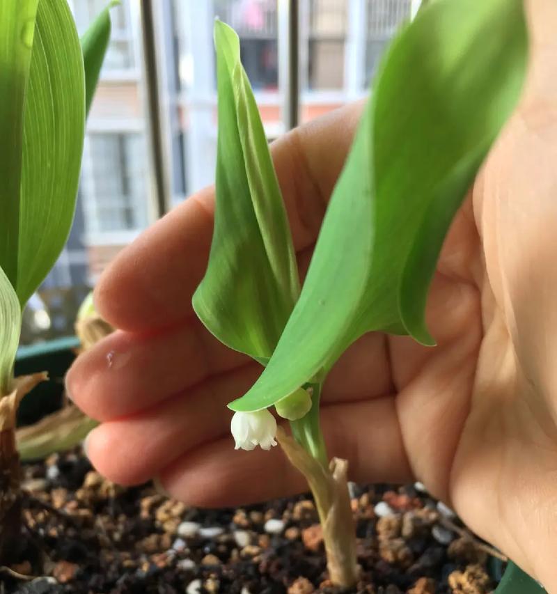 家有俩娃的花语代表什么？这种花语有何寓意？