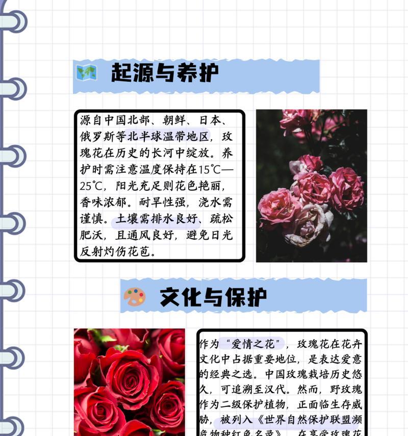 家有俩娃的花语代表什么？这种花语有何寓意？