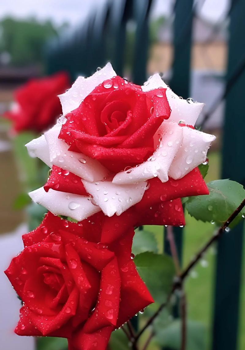 墨绿玫瑰花语有何深意？