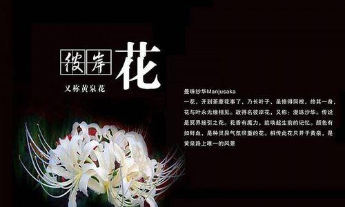 唱花语是什么意思啊怎么读？唱花语的含义和读法是什么？