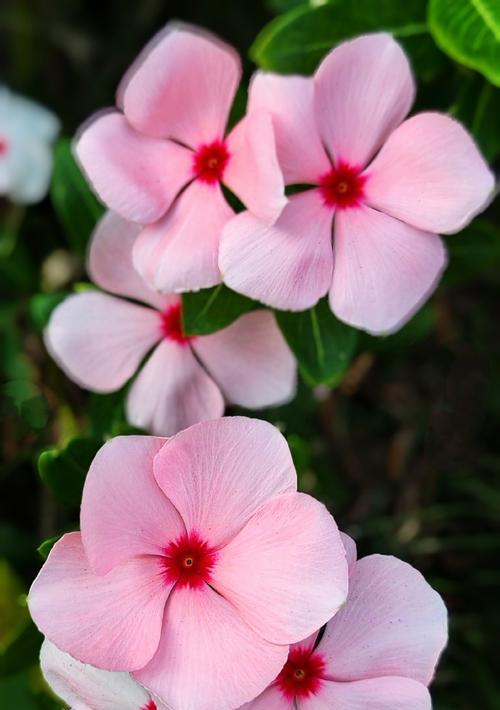 花语中的闪烁是什么意思？闪烁花语在表达什么？