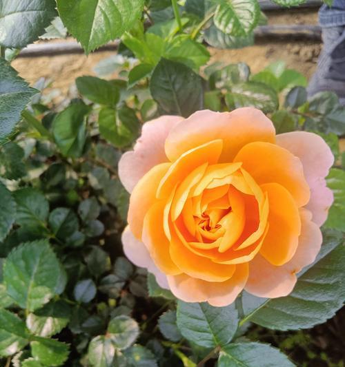 橘色玫瑰的花语是什么意思？如何表达爱意？