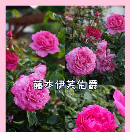 爬藤月季花语代表什么？寓意有哪些？