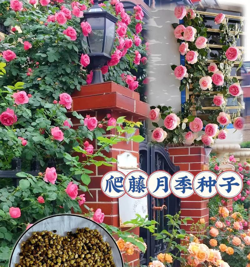 爬藤月季花语代表什么？寓意有哪些？