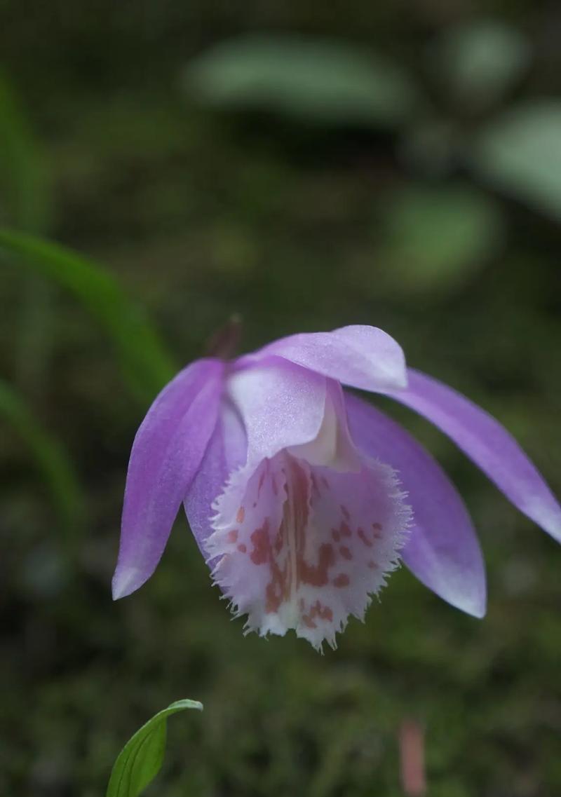 独蒜兰的花语有哪些寓意？独蒜兰象征着什么？