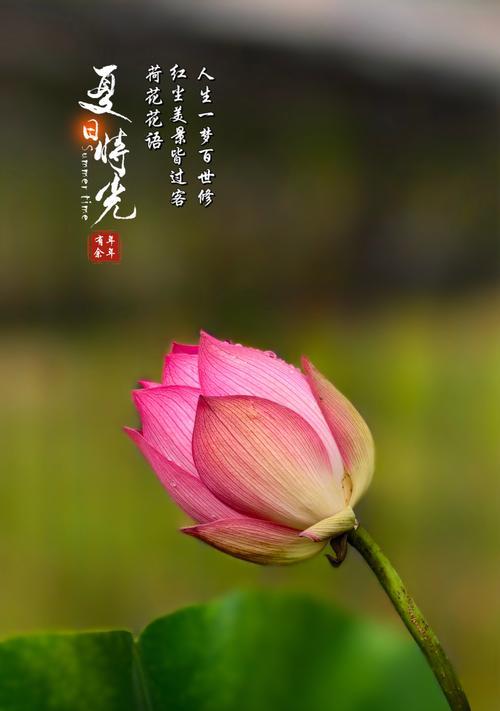 荷花的寓意和象征是什么？荷花的花语有哪些？