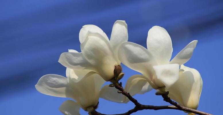 木兰花的花语代表什么？木兰花有哪些寓意？