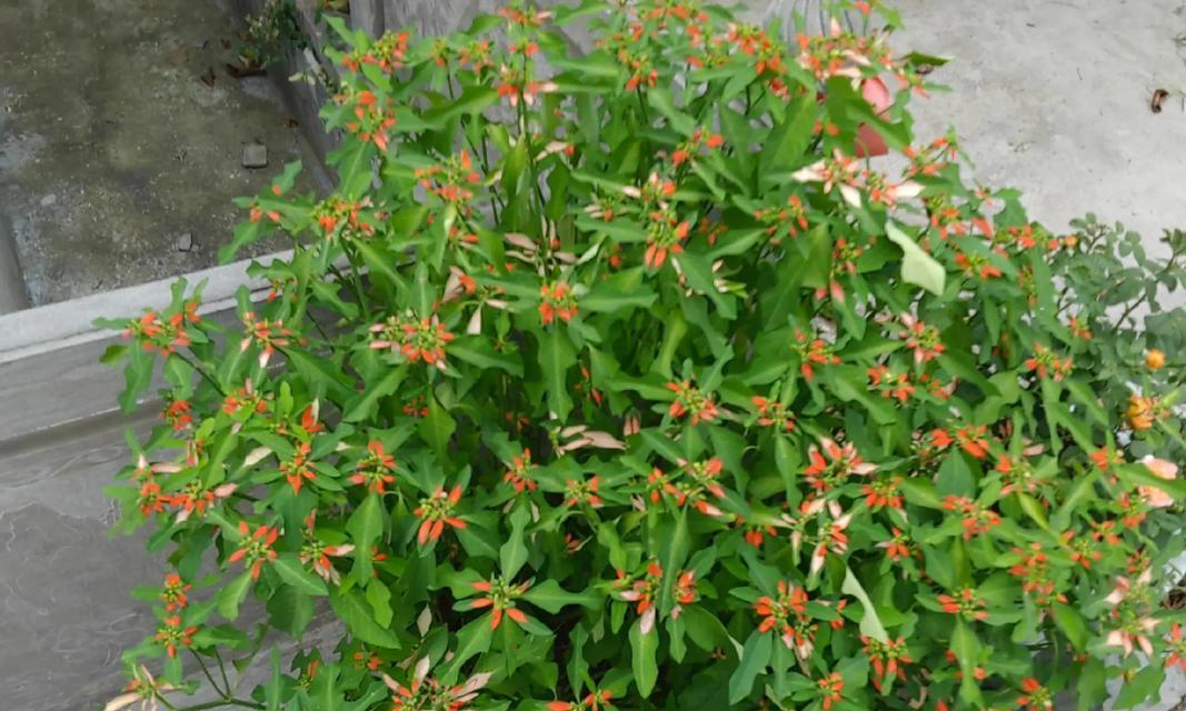 木兰花的花语代表什么？木兰花有哪些寓意？
