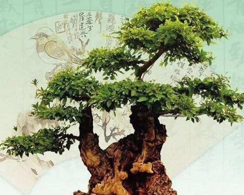 牡丹与玫瑰共放有何特殊含义？