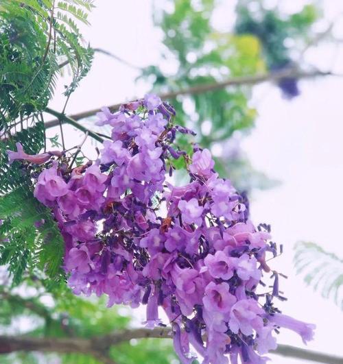 天空紫色的花语是什么？哪种花与天空颜色相配？